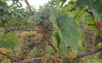 Zralé hrozny bílého vína na keři ve vinici